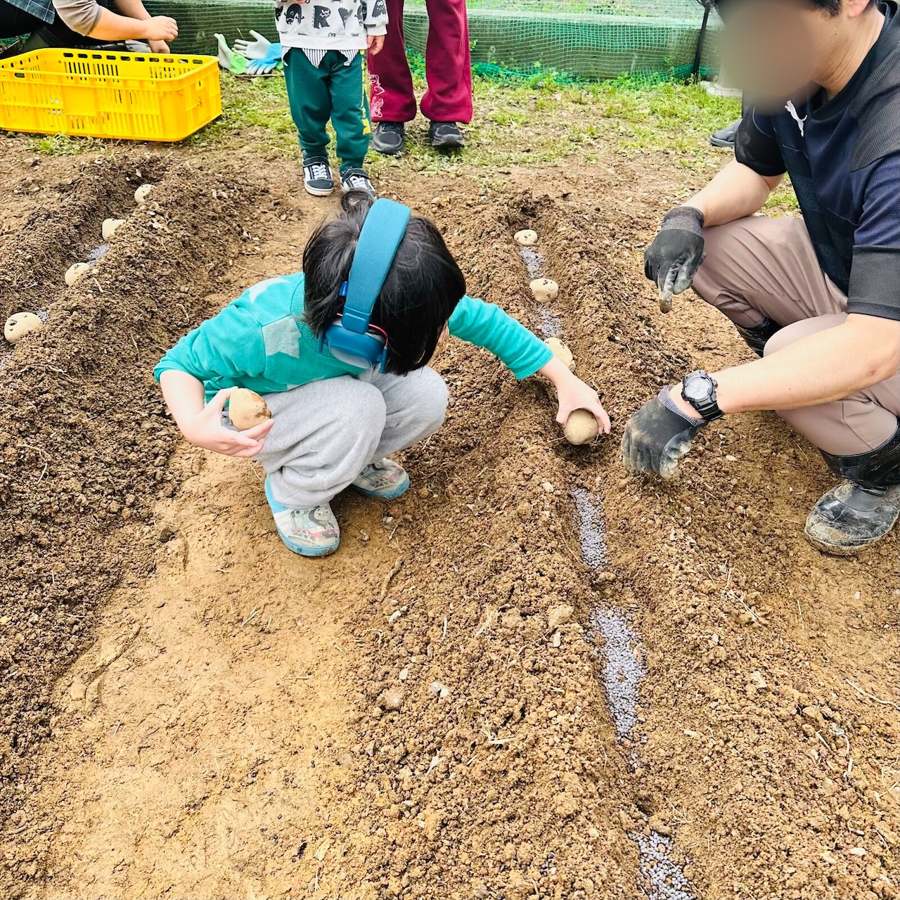 芋の苗植えの活動