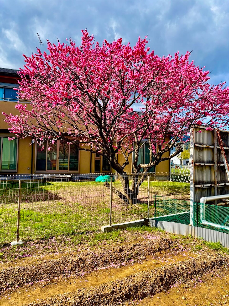 施設の桜
